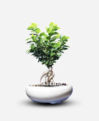 بونسای بنسای جنسینگ