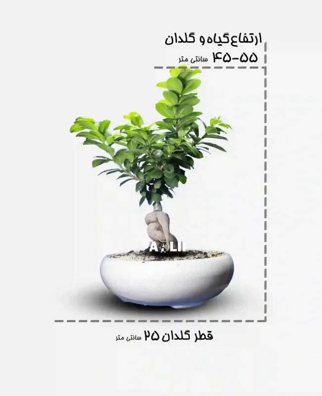 جنسینگ