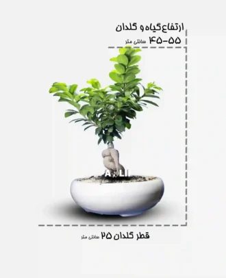 جنسینگ
