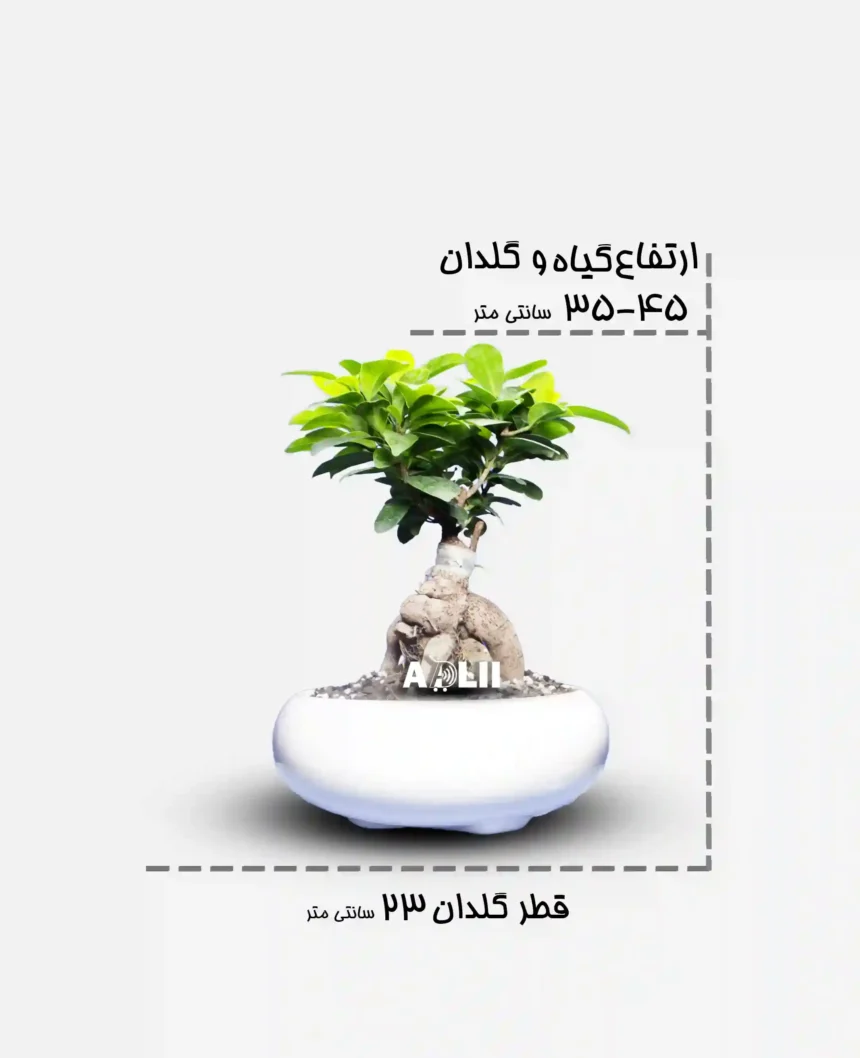 جنسینگ