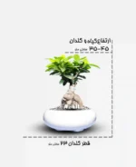 جنسینگ