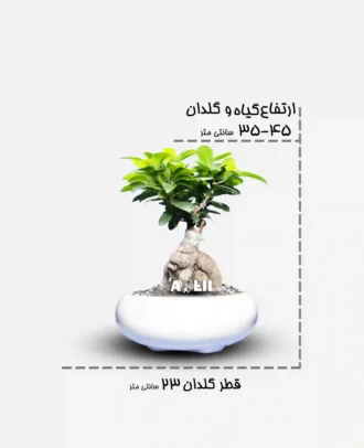 جنسینگ