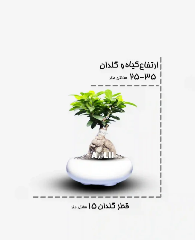 جنسینگ