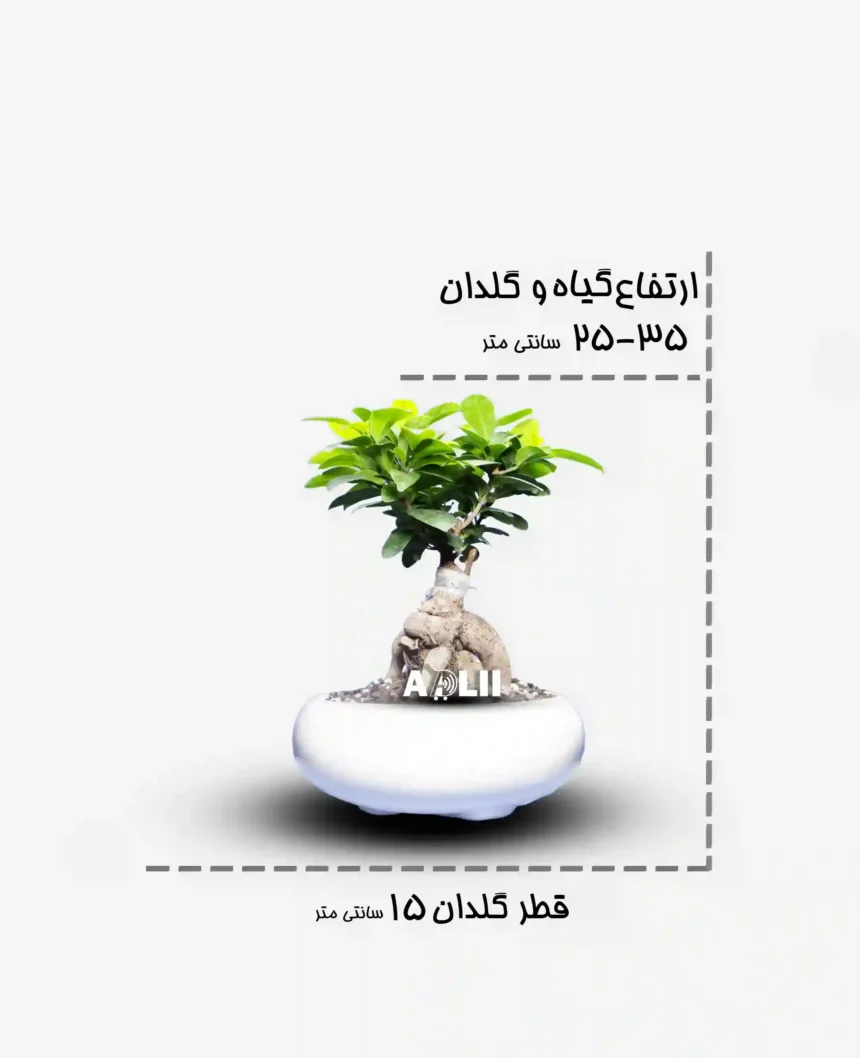 جنسینگ