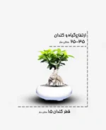 جنسینگ