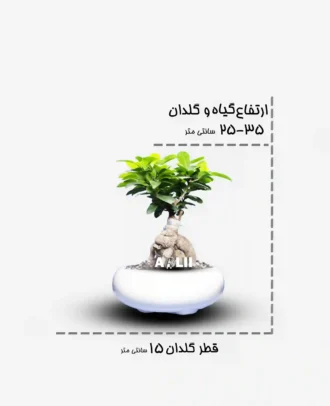 جنسینگ