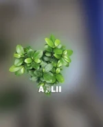 بونسای جنسینگ