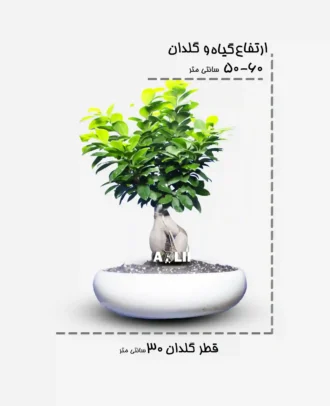 جنسینگ