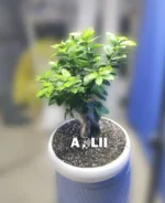 بونسای جنسینگ