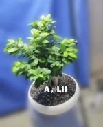 بونسای جنسینگ