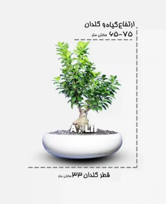 جنسینگ