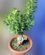 بونسای جنسینگ