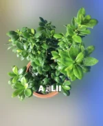 بونسای جنسینگ
