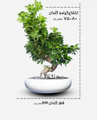 جنسینگ