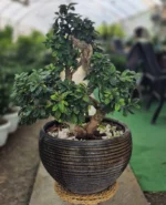 بونسای جنسینگ اس کلکسیونی