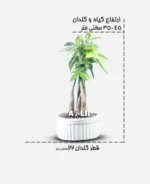 پاچیرا ۵ بافت سایز کوچک