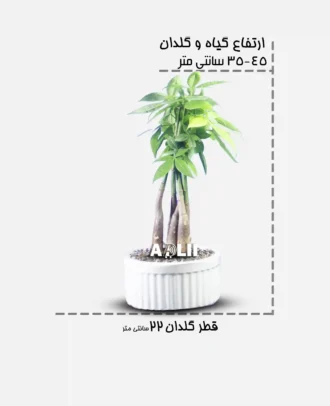 پاچیرا ۵ بافت سایز کوچک