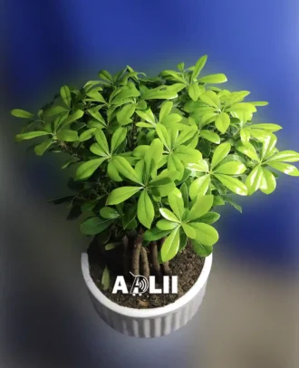 بونسای میخک