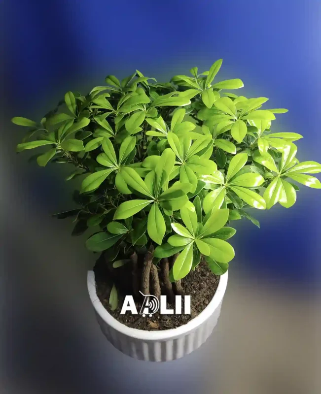 بونسای میخک