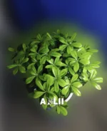 بونسای میخک