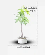 پاچیرا