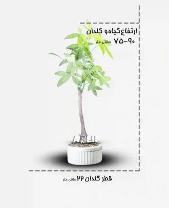 پاچیرا
