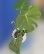 برگ انجیری