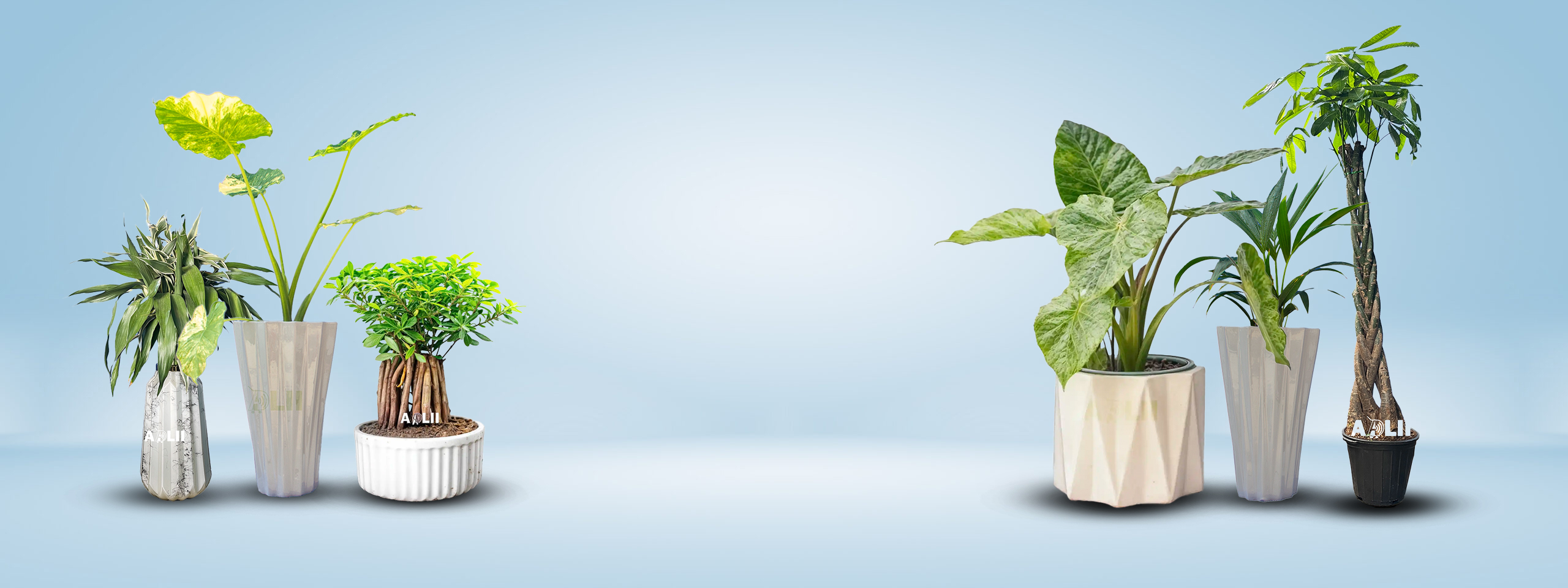 بنر گیاه آپارتمانی