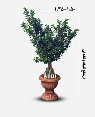 بونسای جنسینگ ۸ کیلو سایز