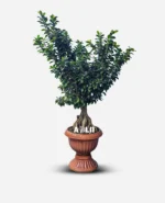بونسای جنسینگ 8 کیلویی