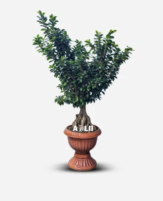 بونسای جنسینگ 8 کیلویی