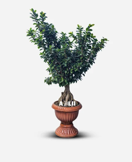 بونسای جنسینگ 8 کیلویی