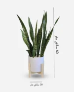 سانسوریا پوست ماری