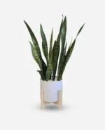 سانسوریا پوست ماری