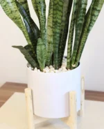 سانسوریا پوست ماری