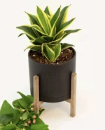 سانسوریا هانی گلد