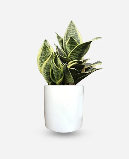 سانسوریا هانی گلد