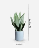 سانسوریا مهتابی