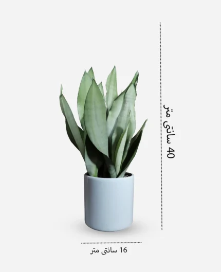 سانسوریا مهتابی