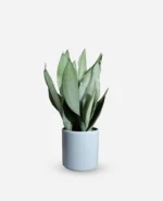 سانسوریا مهتابی