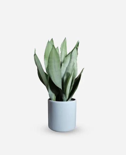 سانسوریا مهتابی