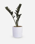 زاموفیلیا بلک