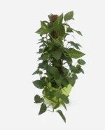پتوس سبز قیم دار