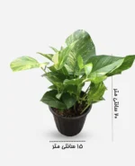پتوس ابلق