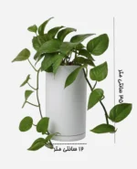 پتوس