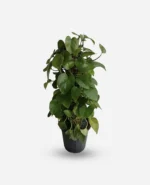 پتوس سبز قیم دار