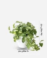 پتوس