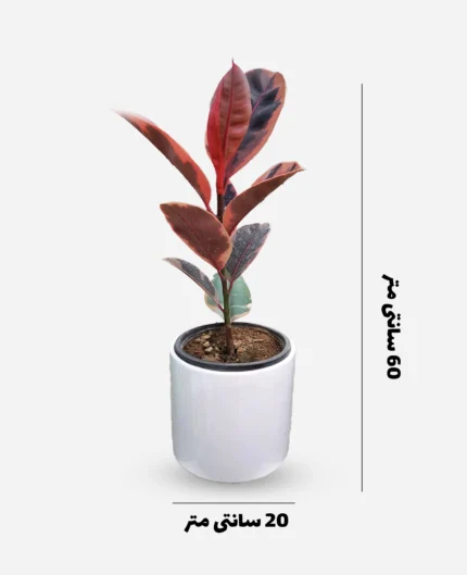 فیکوس شرابی