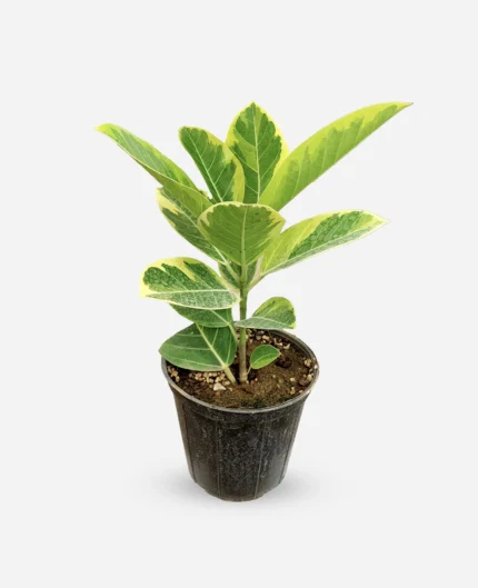 فیکوس آلتیسیما