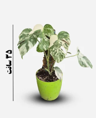 برگ انجیری ابلق